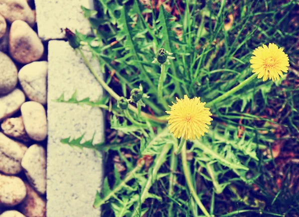 Dandelion along a landscaped walkway — Stock Photo, Image