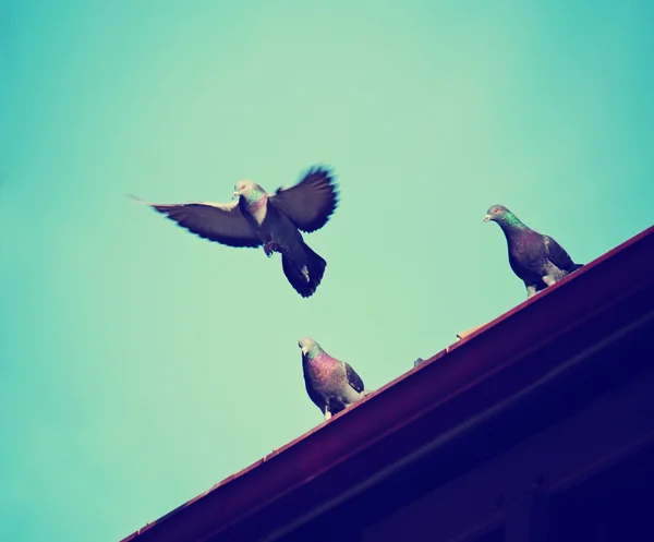 Pombos em um telhado — Fotografia de Stock