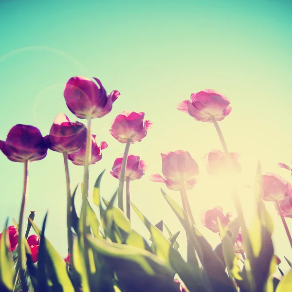 Vrij rood en roze tulpen — Stockfoto