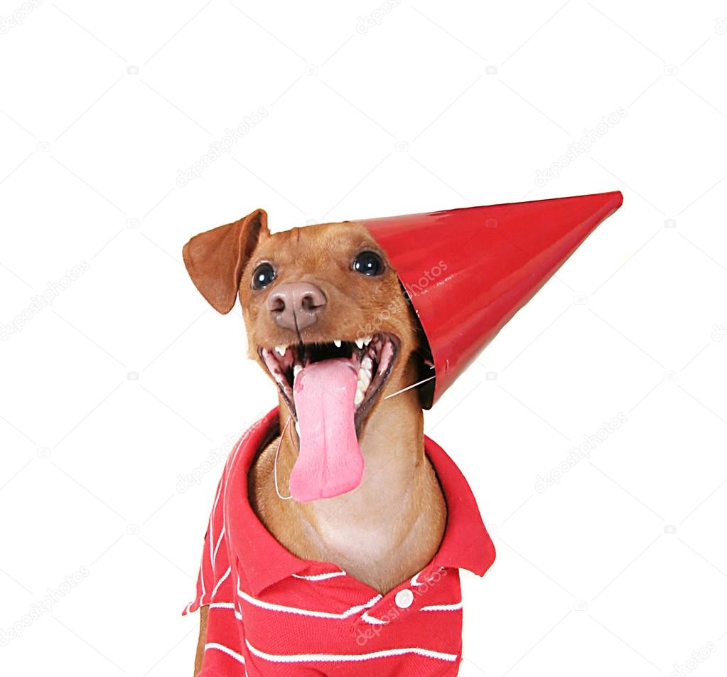 Dog with birthday hat on