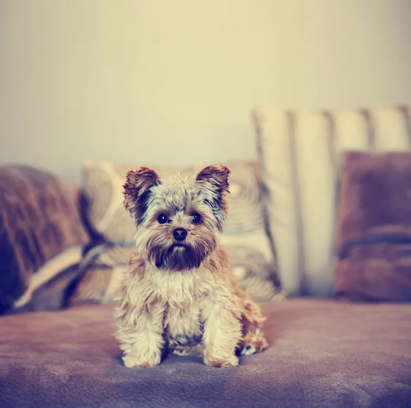 Yorkshire terrier sentado en el sofá — Foto de Stock