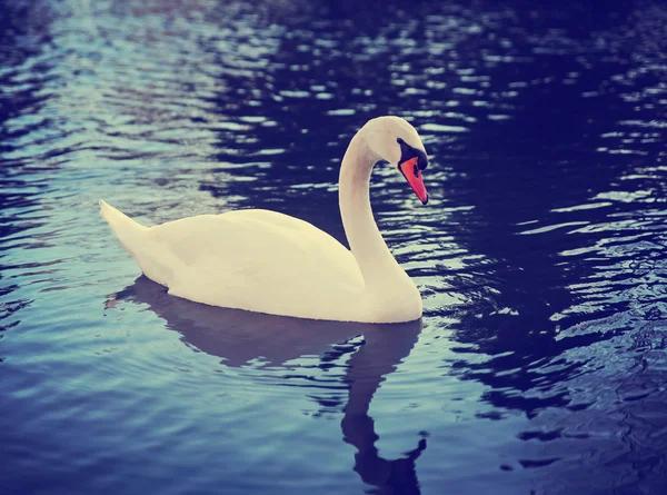 Knobbelzwaan op donkere water — Stockfoto