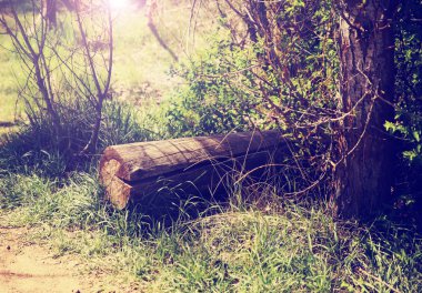 a little hidden clearing in a forest with a log and the sun rays