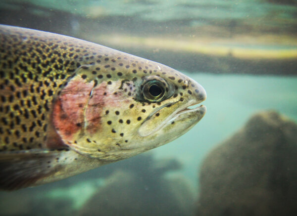 Rainbow trout swimming