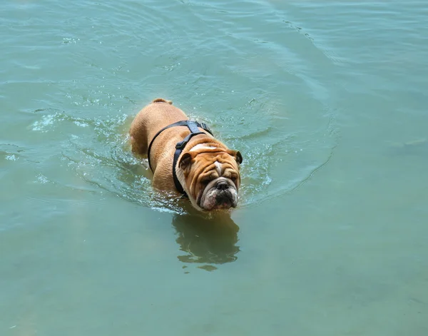 Bulldog en un estanque de agua —  Fotos de Stock