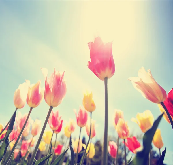 Tulipanes enmarcados en una imagen de gran ángulo tomada bajo el tono de las flores —  Fotos de Stock