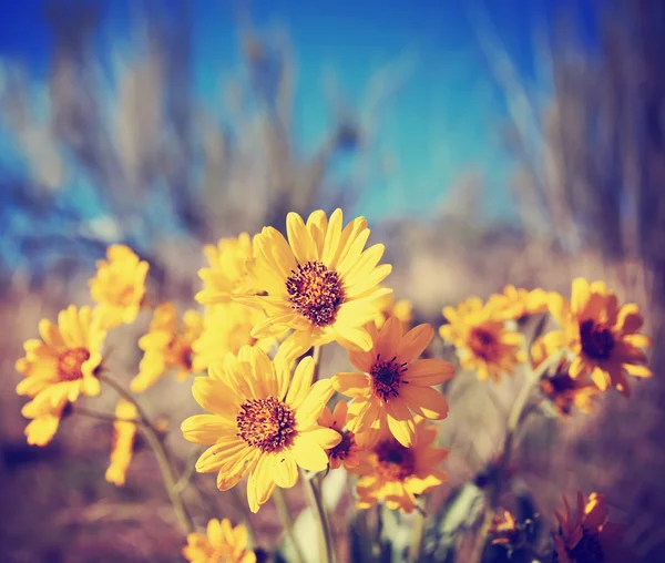 Bunch of pretty balsamroot flowers — Stock Photo, Image