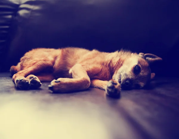 Un lindo chihuahua acostado en un sofá de cuero con sus patas mostrando — Foto de Stock