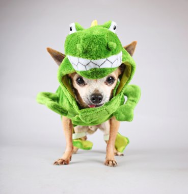 şirin bir chihuahua bir yeşil dinosauror bir kertenkele costu giyinmiş