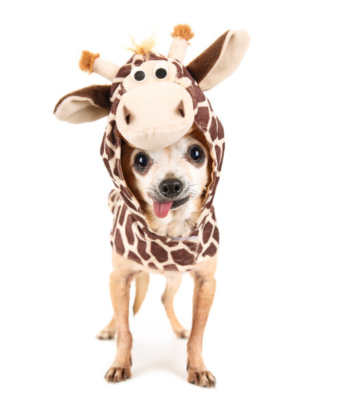 a cute chihuahua in a giraffe costume