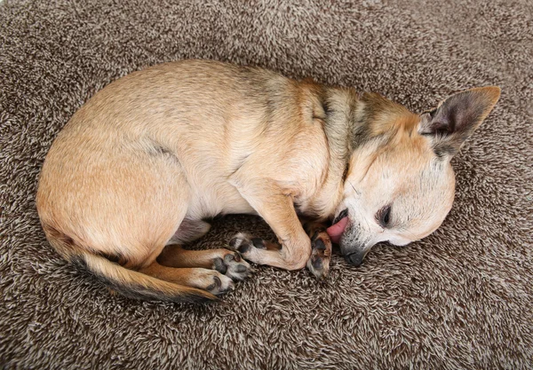A cute chihuahua with his tongue out sleeping on a plush comfy n — Stock Photo, Image