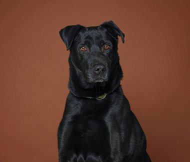 İzole edilmiş bir arka plan stüdyosundaki sevimli köpek.