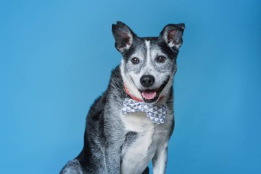 İzole edilmiş bir arka plan stüdyosundaki sevimli köpek.