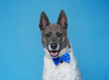 İzole edilmiş bir arka plan stüdyosundaki sevimli köpek.