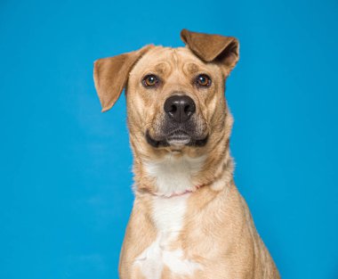 İzole edilmiş bir arka plan stüdyosundaki sevimli köpek.