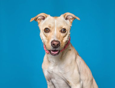 İzole edilmiş bir arka plan stüdyosundaki sevimli köpek.