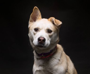 İzole edilmiş bir arka plan stüdyosundaki sevimli köpek.