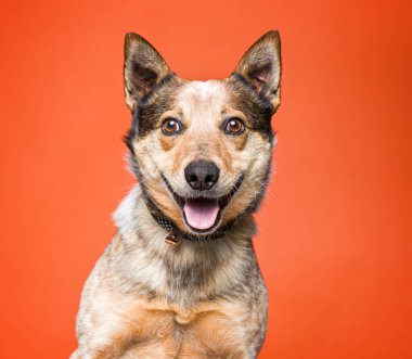 İzole edilmiş bir arka plan stüdyosundaki sevimli köpek.