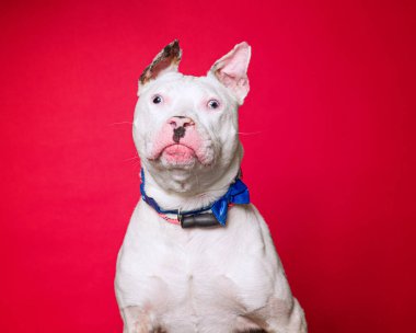 İzole edilmiş bir arka plan stüdyosundaki sevimli köpek.