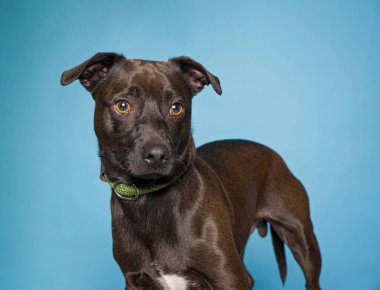 İzole edilmiş bir arka plan stüdyosundaki sevimli köpek.