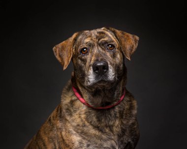 İzole edilmiş bir arka plan stüdyosundaki sevimli köpek.