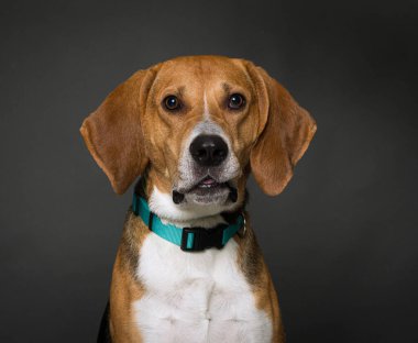 İzole edilmiş bir arka plan stüdyosundaki sevimli köpek.