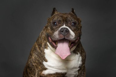 İzole edilmiş bir arka plan stüdyosundaki sevimli köpek.