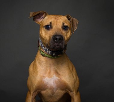 İzole edilmiş bir arka plan stüdyosundaki sevimli köpek.