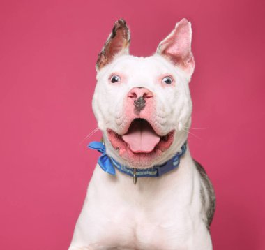 İzole edilmiş bir arka plan stüdyosundaki sevimli köpek.