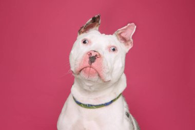 İzole edilmiş bir arka plan stüdyosundaki sevimli köpek.