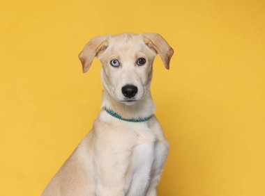 İzole edilmiş bir arka plan stüdyosundaki sevimli köpek.