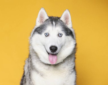 İzole edilmiş bir arka plan stüdyosundaki sevimli köpek.