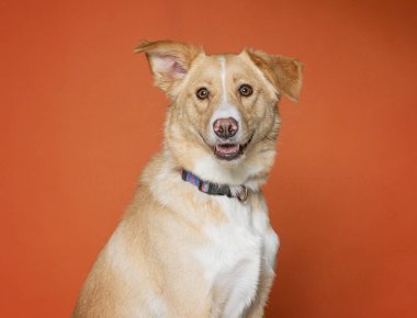 İzole edilmiş bir arka plan stüdyosundaki sevimli köpek.