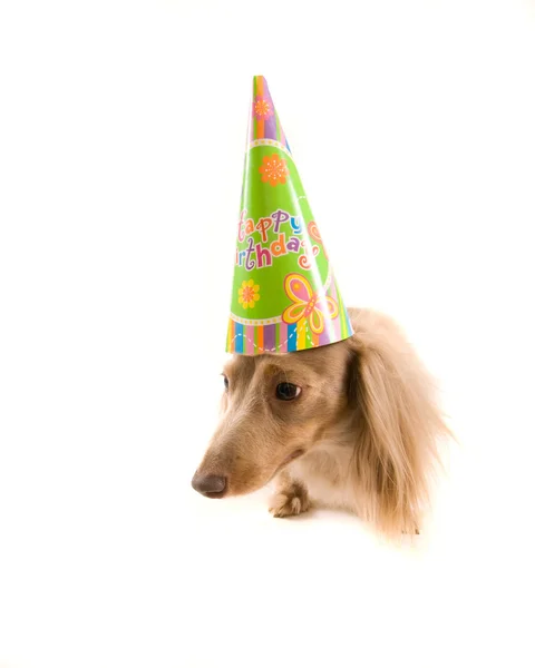 Chien D Anniversaire Partie Mon Pote Stock Photo