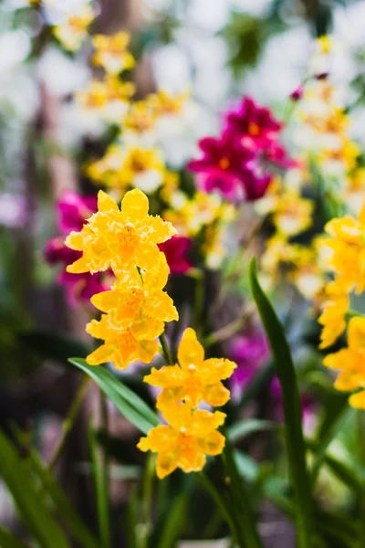 Orkidé Odontoglossum Geyser guld — Stockfoto