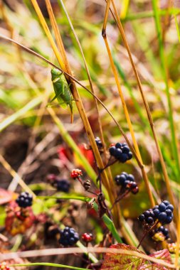 büyük yeşil bush kriket