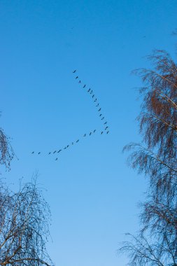 Flock of flying geese.  clipart