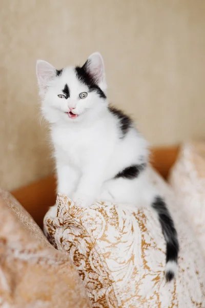 Смешной сердитый котёнок — стоковое фото