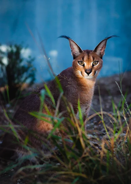 Caracal — Stock Photo, Image