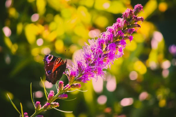 Peacock butterfly — Stock Photo, Image