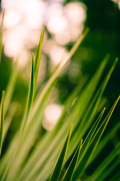 Blur grass background — Stock Photo, Image