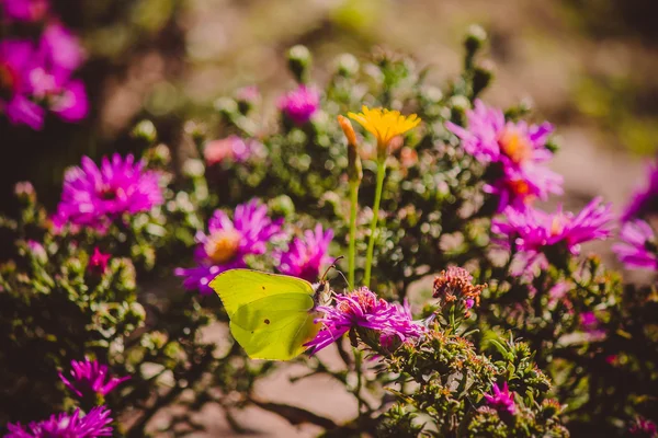 Borboleta em astros — Fotografia de Stock