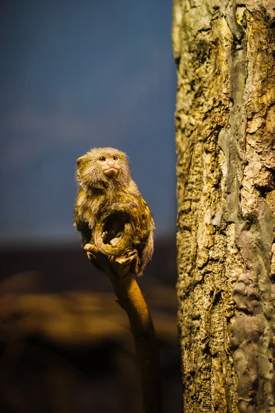 La marmotta pigmeo (Cebuella pygmaea ) — Foto Stock