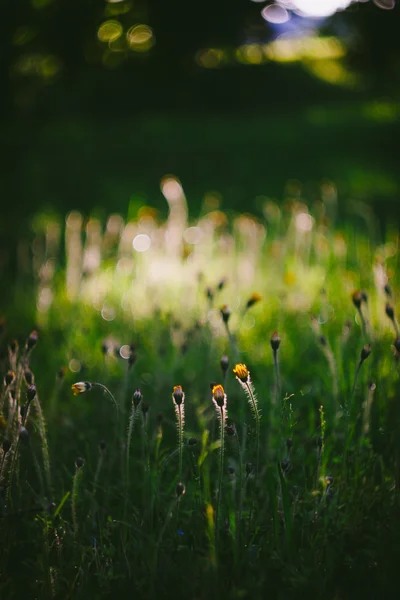 Evening summertime scene — Stock Photo, Image