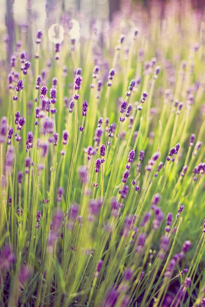 Blooming lavender in the garden — Stock Photo, Image
