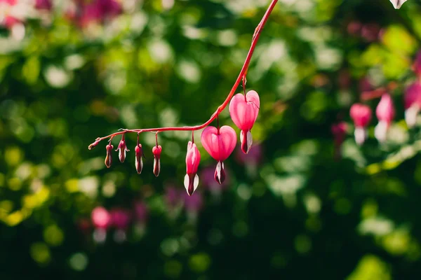 Flowers of Dicentra or Bleeding Heart — Stock Photo, Image