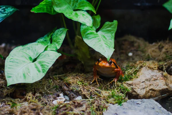 Tomato frog — Stock Photo, Image