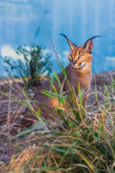 Caracal or desert lynx — Stock Photo, Image