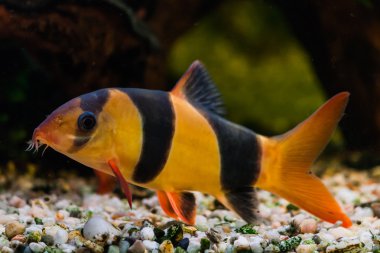 Botia clown (Botia macracantha)