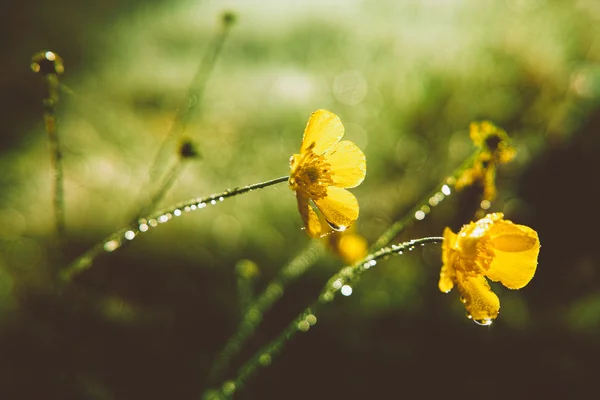 Ranunculus acris — Stock Photo, Image